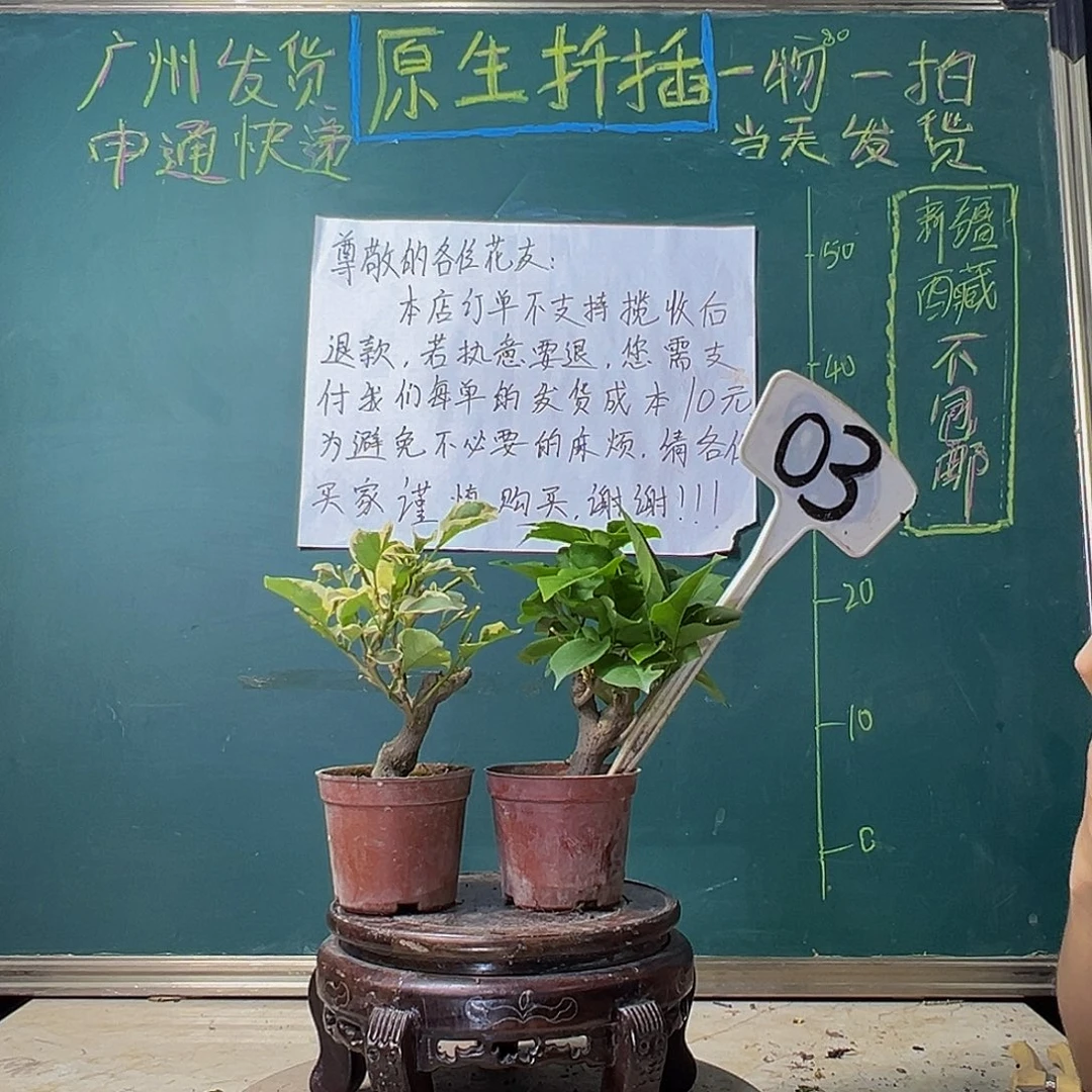 当前无花栽培后可以开花红粉佳人掌中宝 蓝月亮掌中宝 03