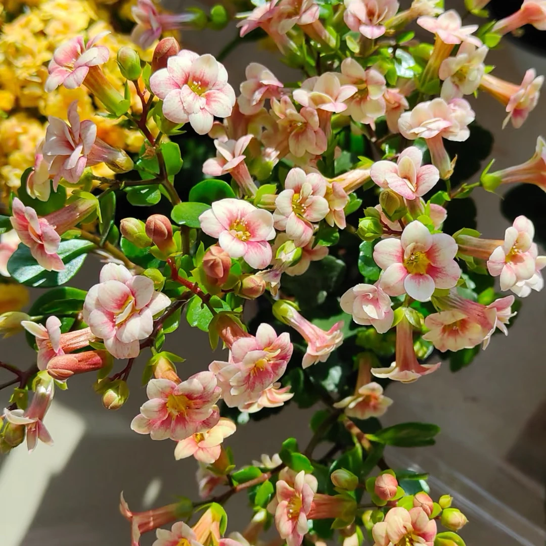 【仲夏夜之梦重瓣宫灯】110盆新品重瓣长寿花