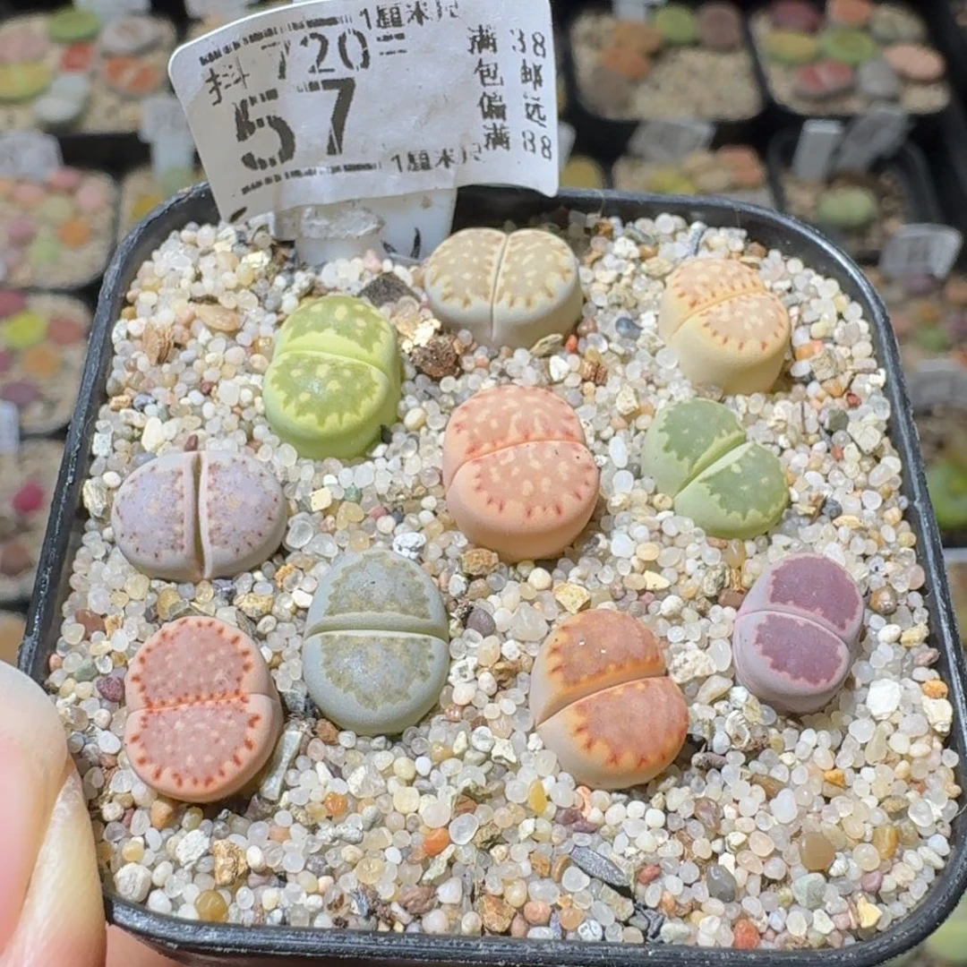 SSss精品清仓了57