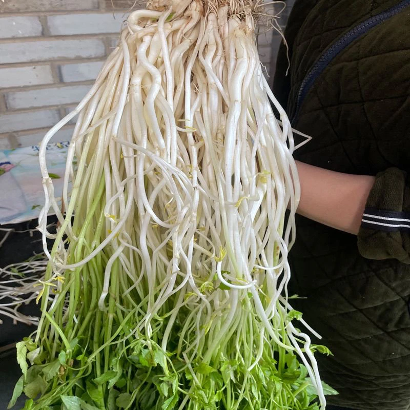 安庆新鲜芹菜芽安庆特产石牌特产农家自种安徽芹菜芽嫩芽时令蔬菜