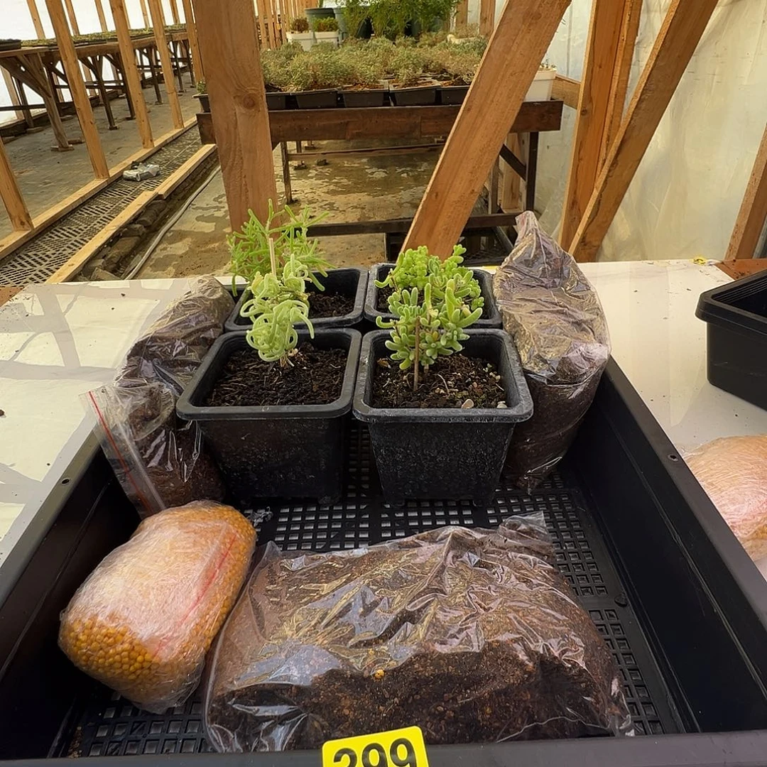 枝干番杏多肉植物399