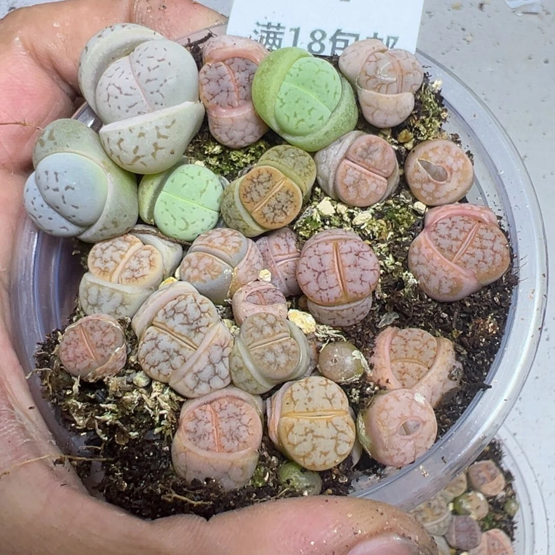 【闪购商品】 947。