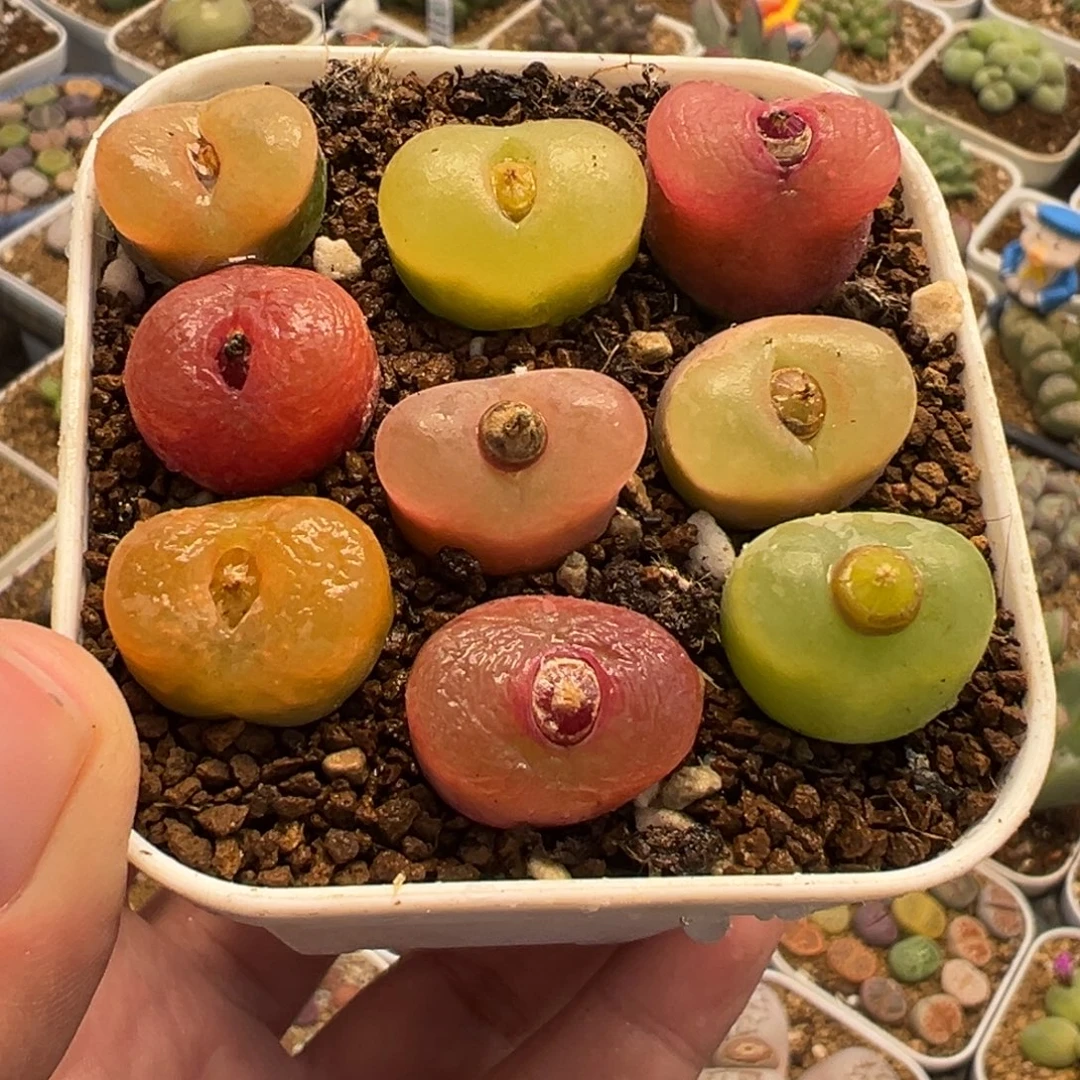 841多肉植物种类和