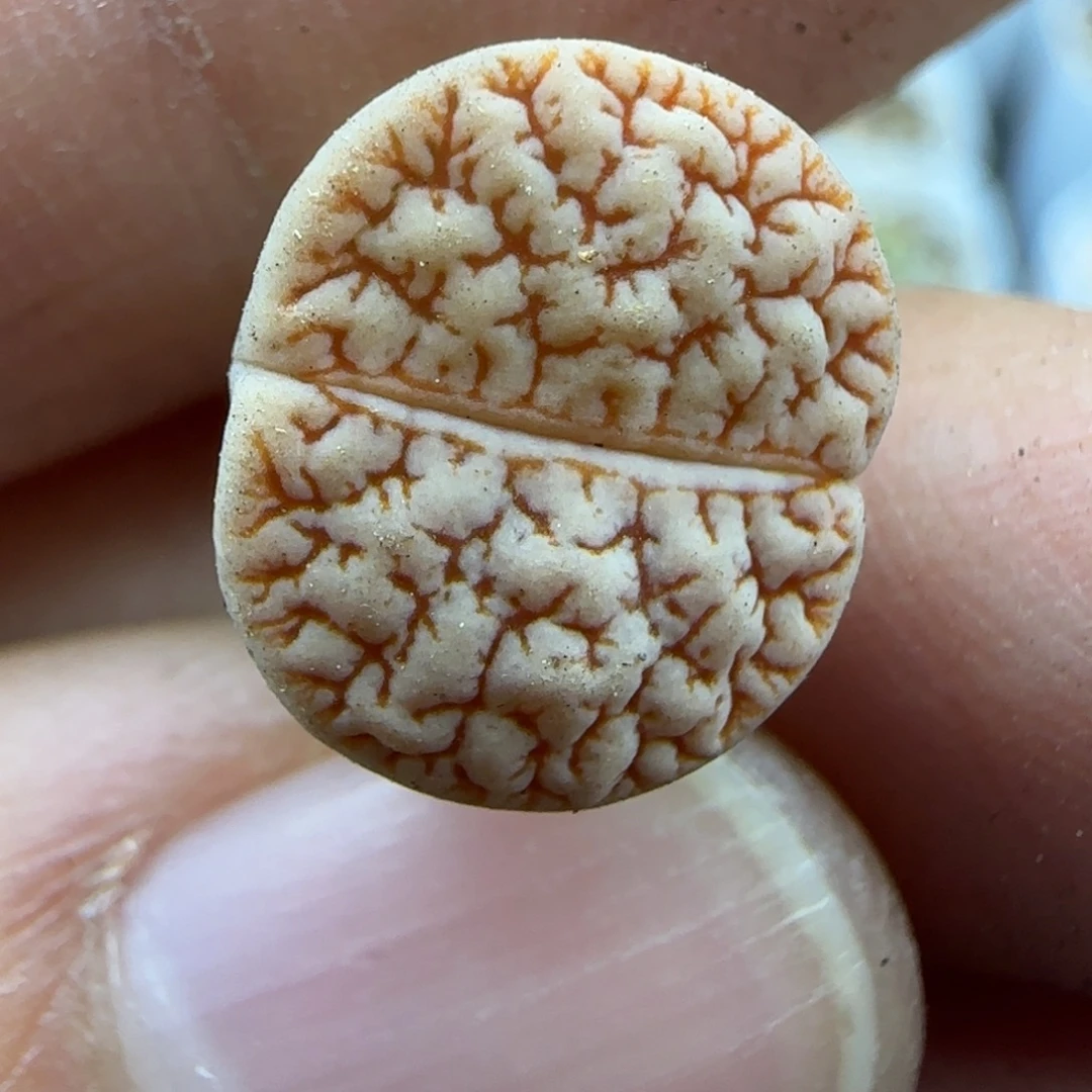 438荒189 清框福利30包邮