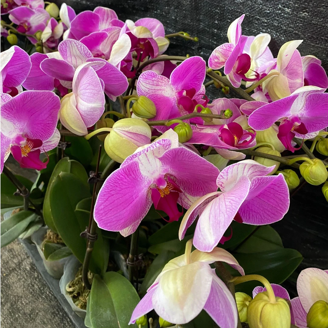 【情人2号】蝴蝶兰（紫色系） 蝴蝶兰高雅别致好养易活放