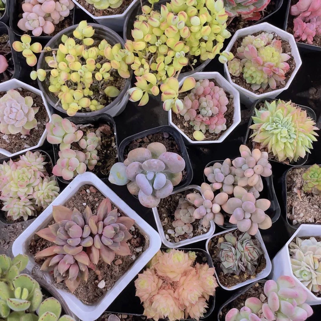 ༄****忘川姐姐一物一拍