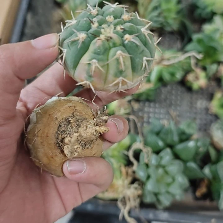 一物一拍，实生仙人球锦！！