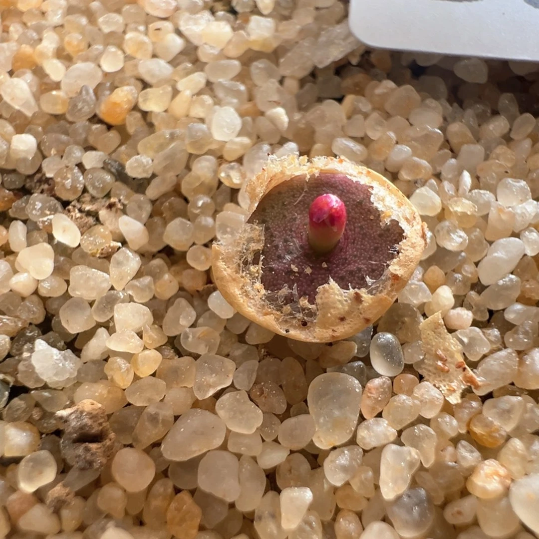?**酱595。青蛙大型金币 母本