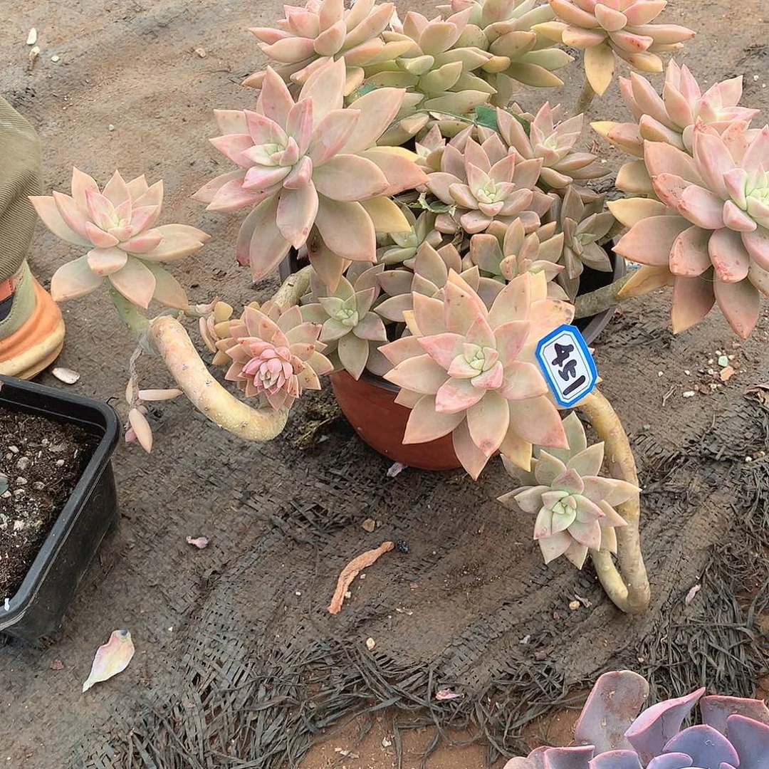 451橙色恋人 一物一拍多肉