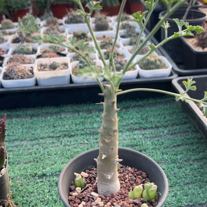 枯木洋奎，一物一拍，