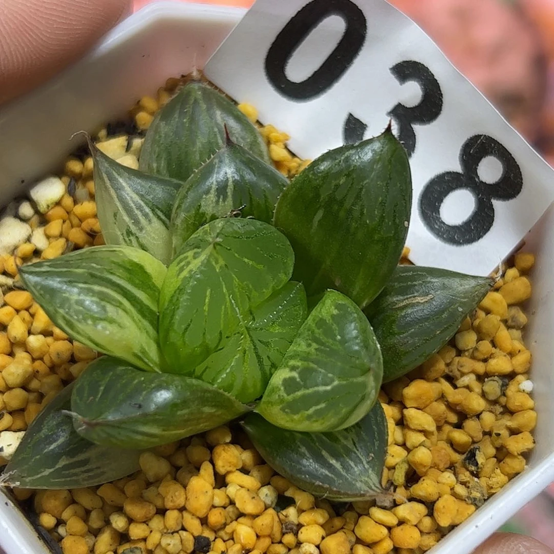 三鲜寿锦十二卷多肉植物