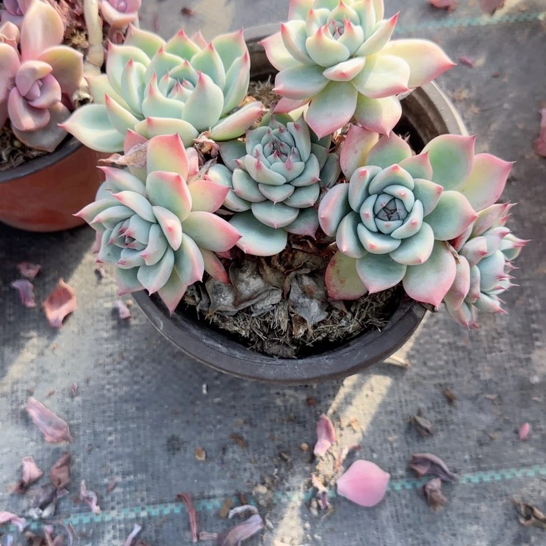 火***山无花朵吉娃娃精控六头