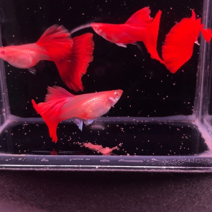 孔雀鱼半月尾红玫瑰2对