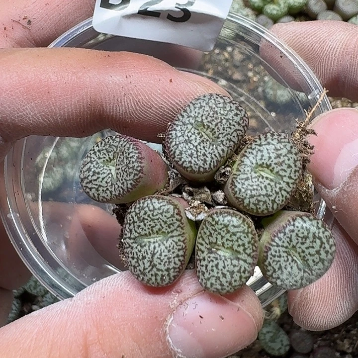 23 多肉植物多肉植物