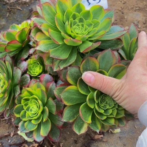奶白多肉植物545多肉