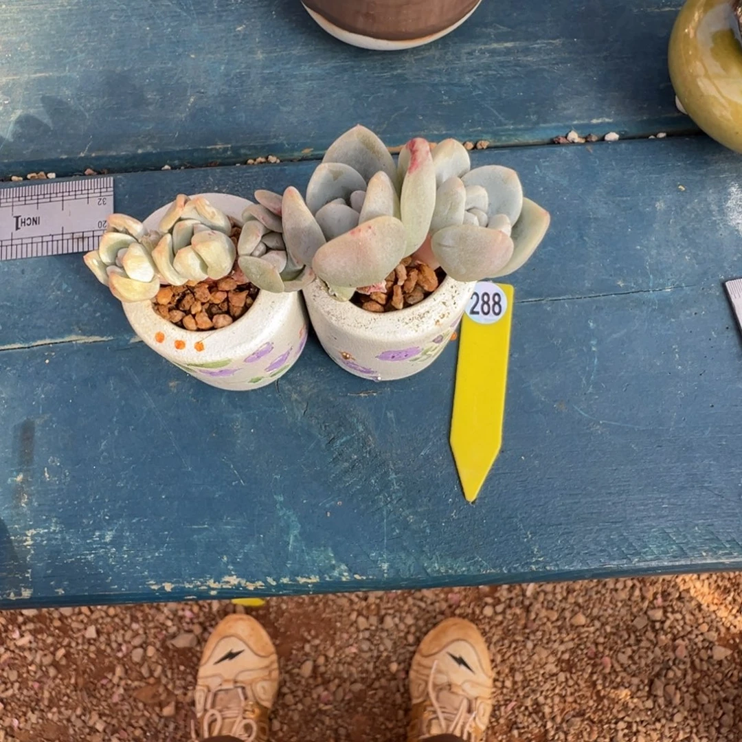 奶****288号带盆土发货先寄养