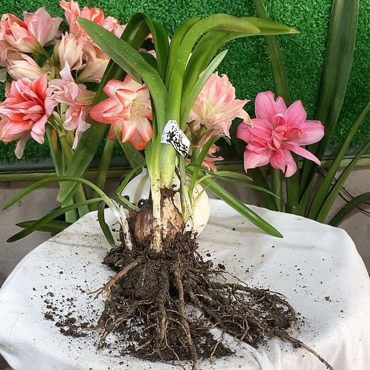 全部花苞蔓越莓坨坨福利