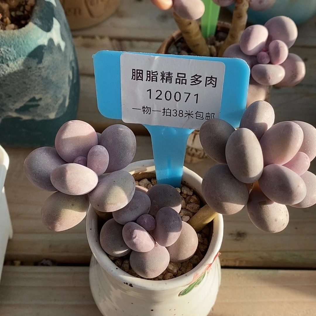 120071本就哦哦哦哦