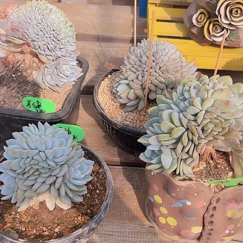 一物一拍星影缀化