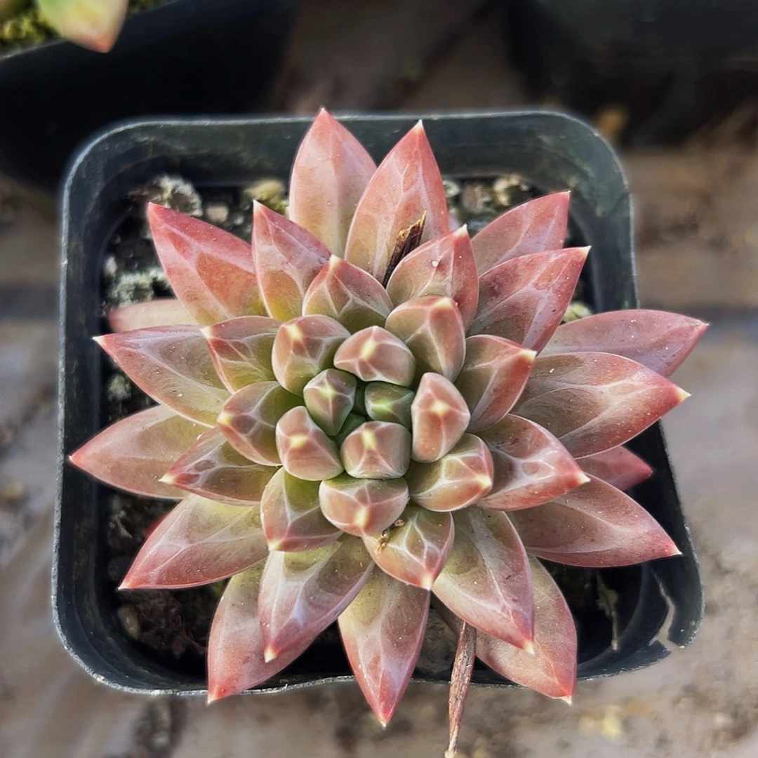 桔云多肉美人精品系列