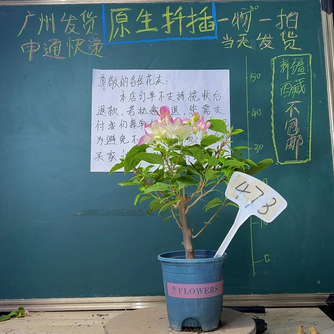 当前无花栽培后可以开花粗坨坨 口红478