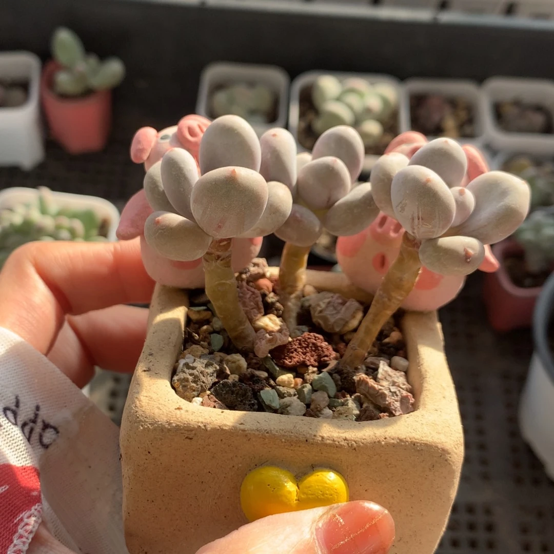 3头彩虹不带盆啊啊啊
