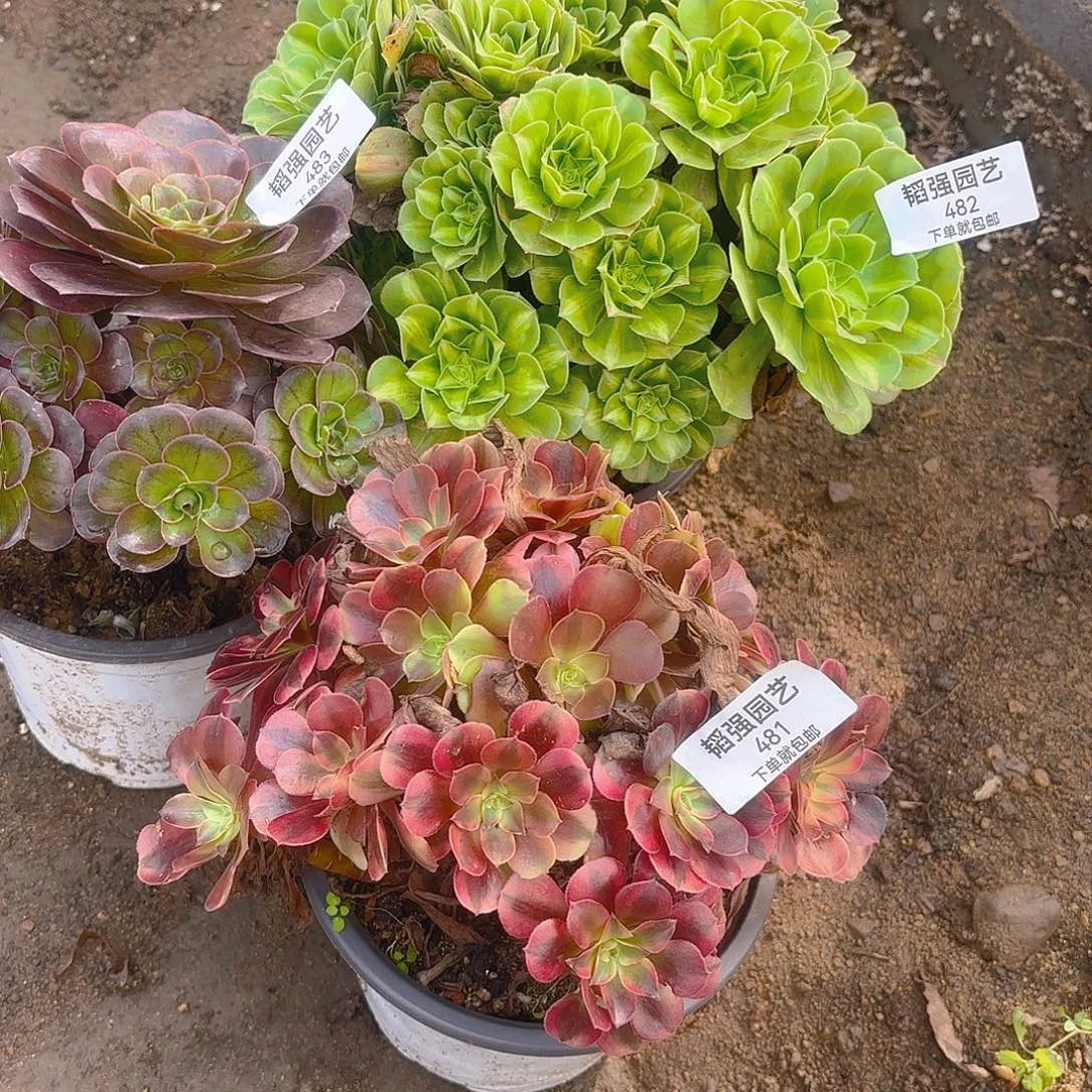 翡翠琉璃魅金美杜莎多肉植物有砍481-82-83
