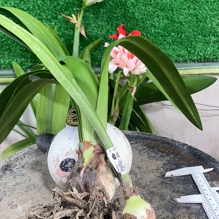 全部花朵蓝色蜂鸟➕镶边石竹福利