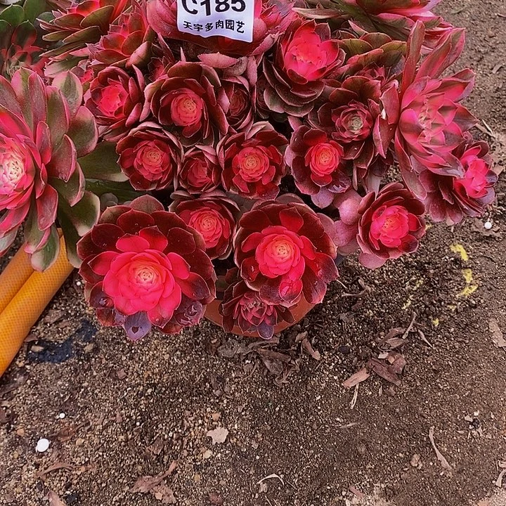 多肉植物荔枝185多肉