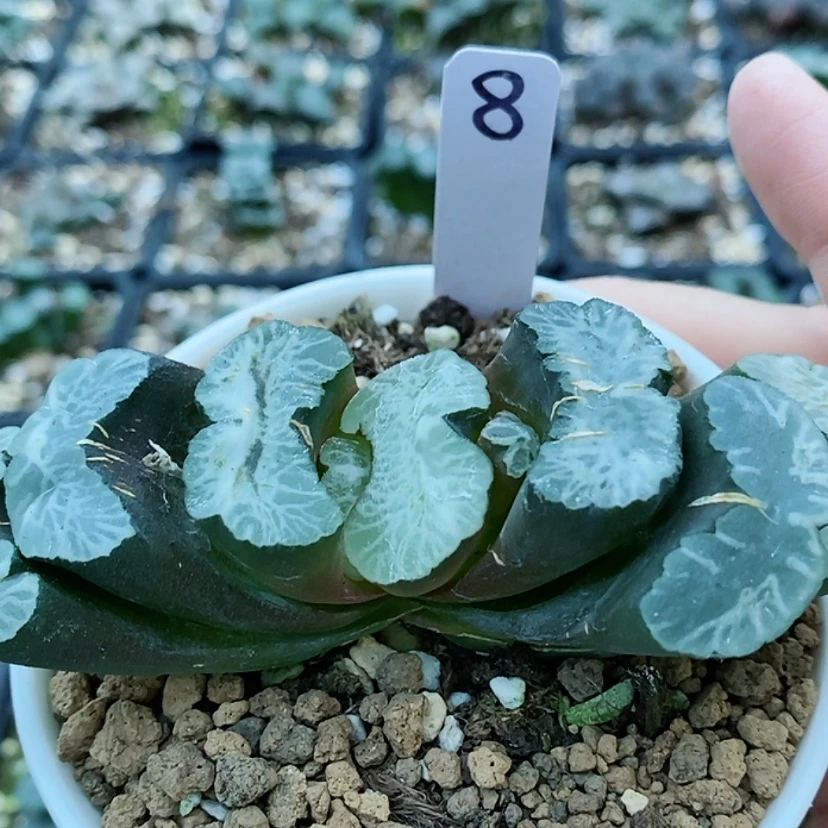 【闪购商品】8实生哈哈哈哈