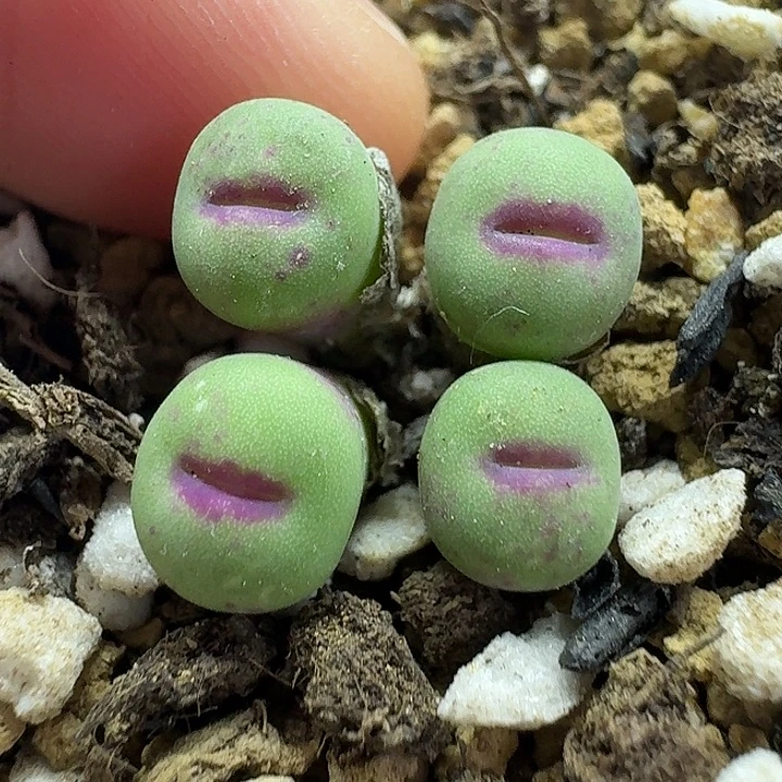 老马生石花p嘴1649