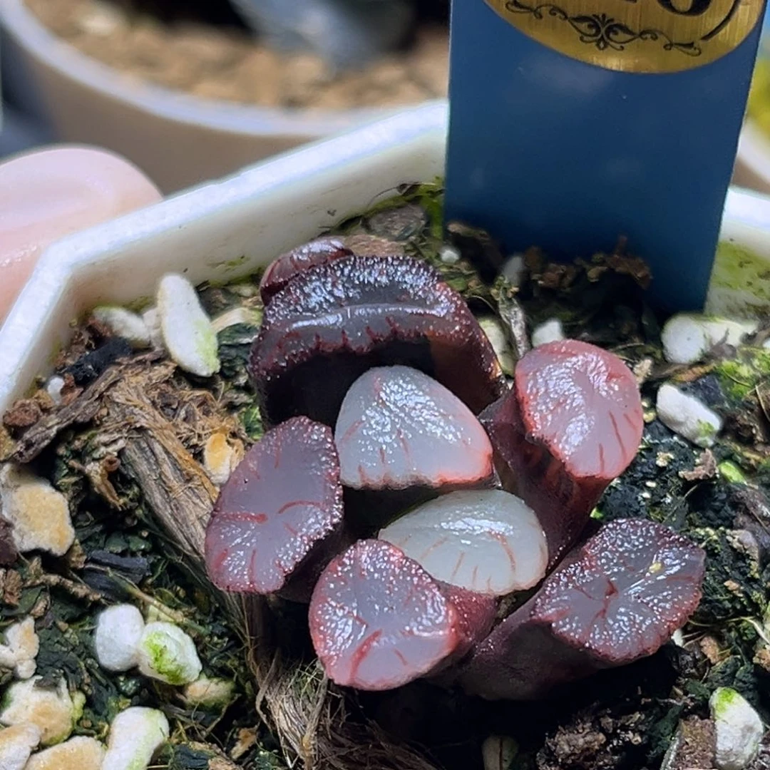 恭喜发财大吉大利728