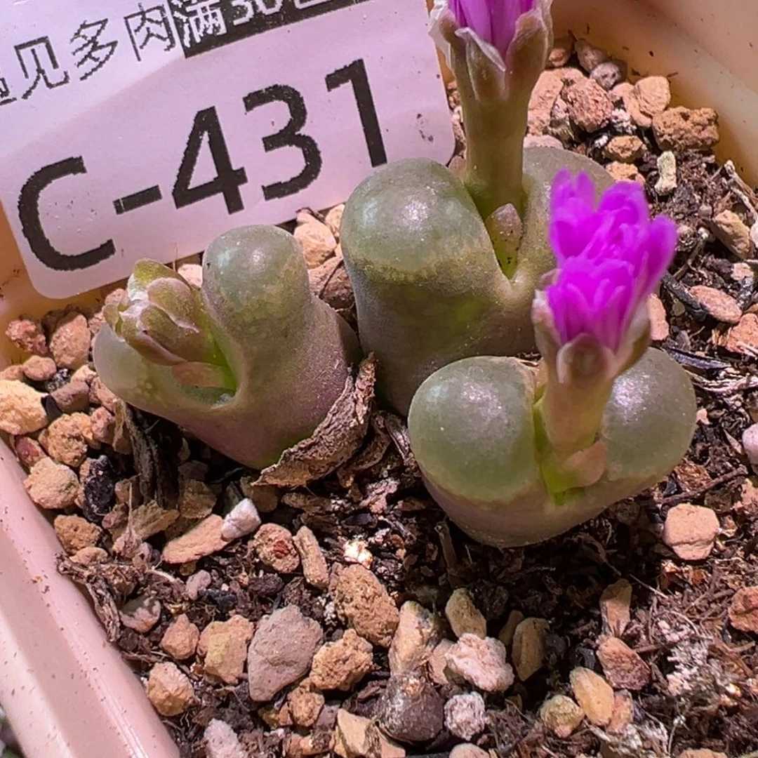 多肉植物11111111111111