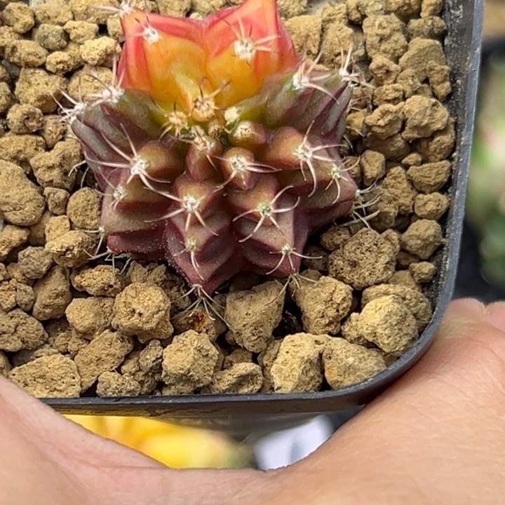 泰国米哈仙人球实生