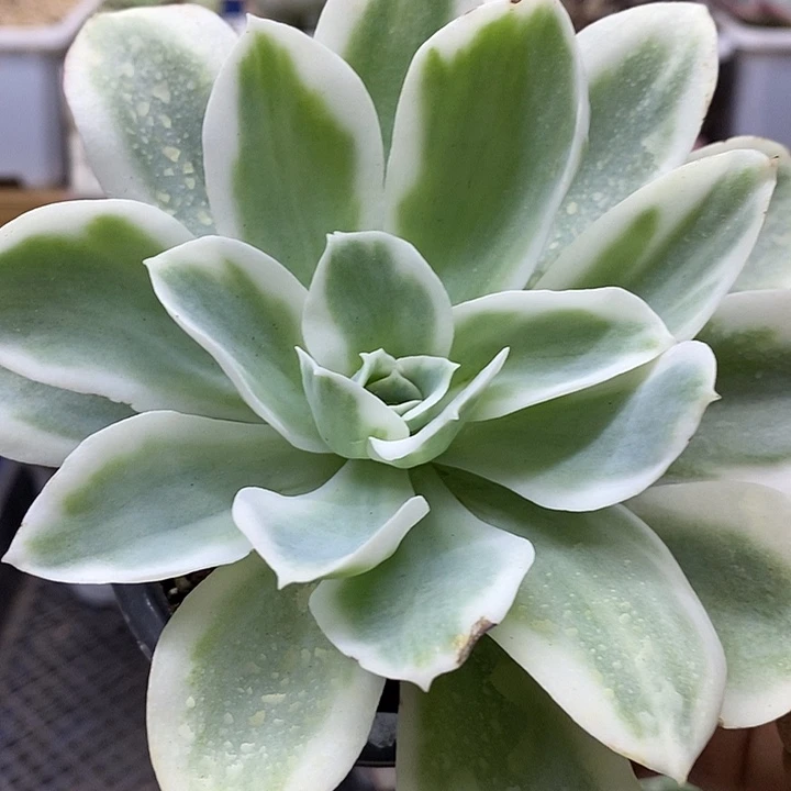 06315 柠檬玫瑰锦