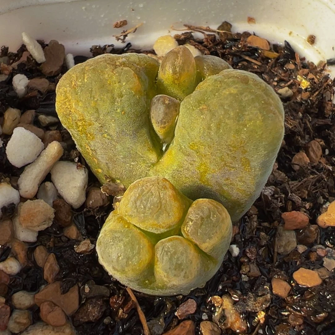 452多肉植物种类和
