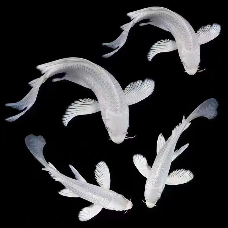 101-200纯种蝴蝶鲤冷水观赏鱼好养耐活