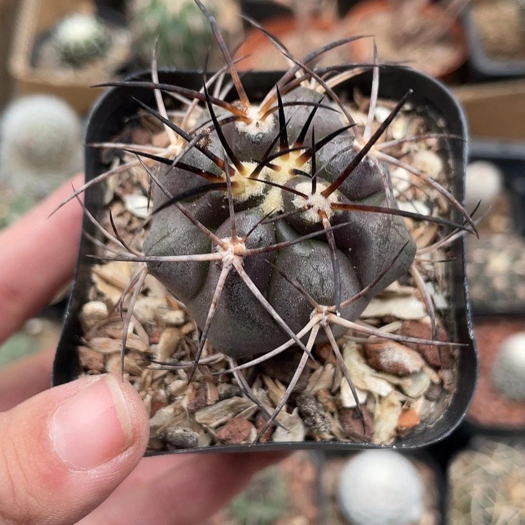 526栗星玉仙人球植物
