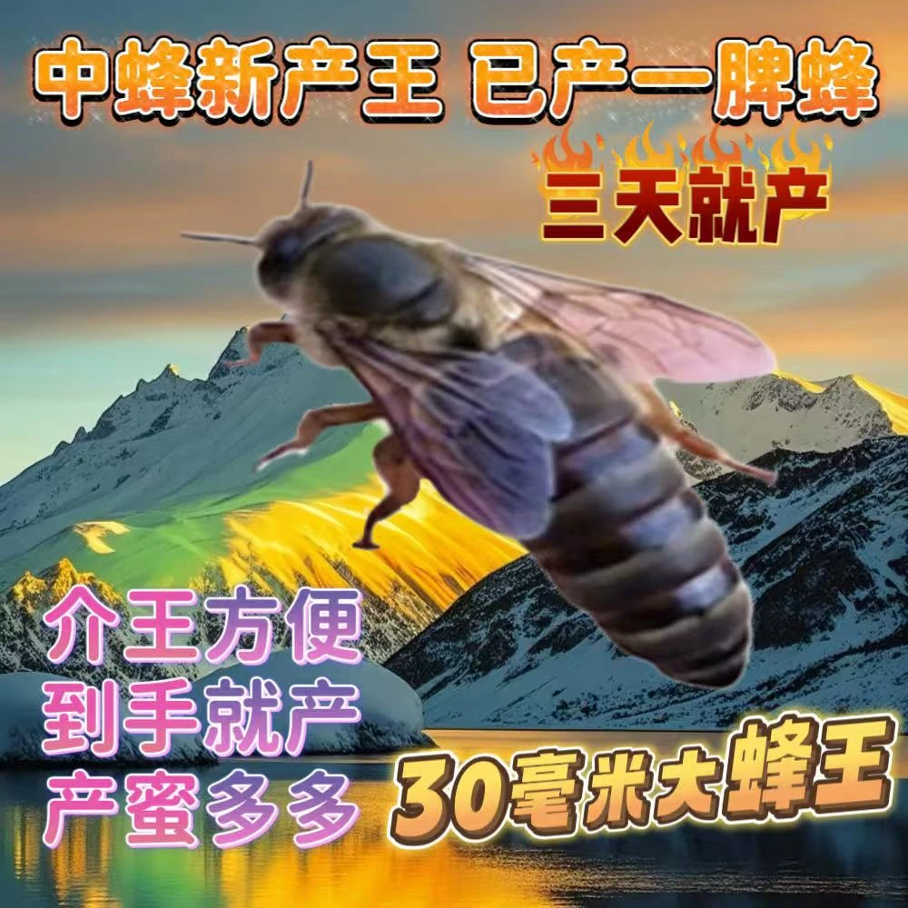 【包活到手】中蜂蜂王中蜂处女王精品蜂王蜜蜂种王伏牛高产蜜蜂王
