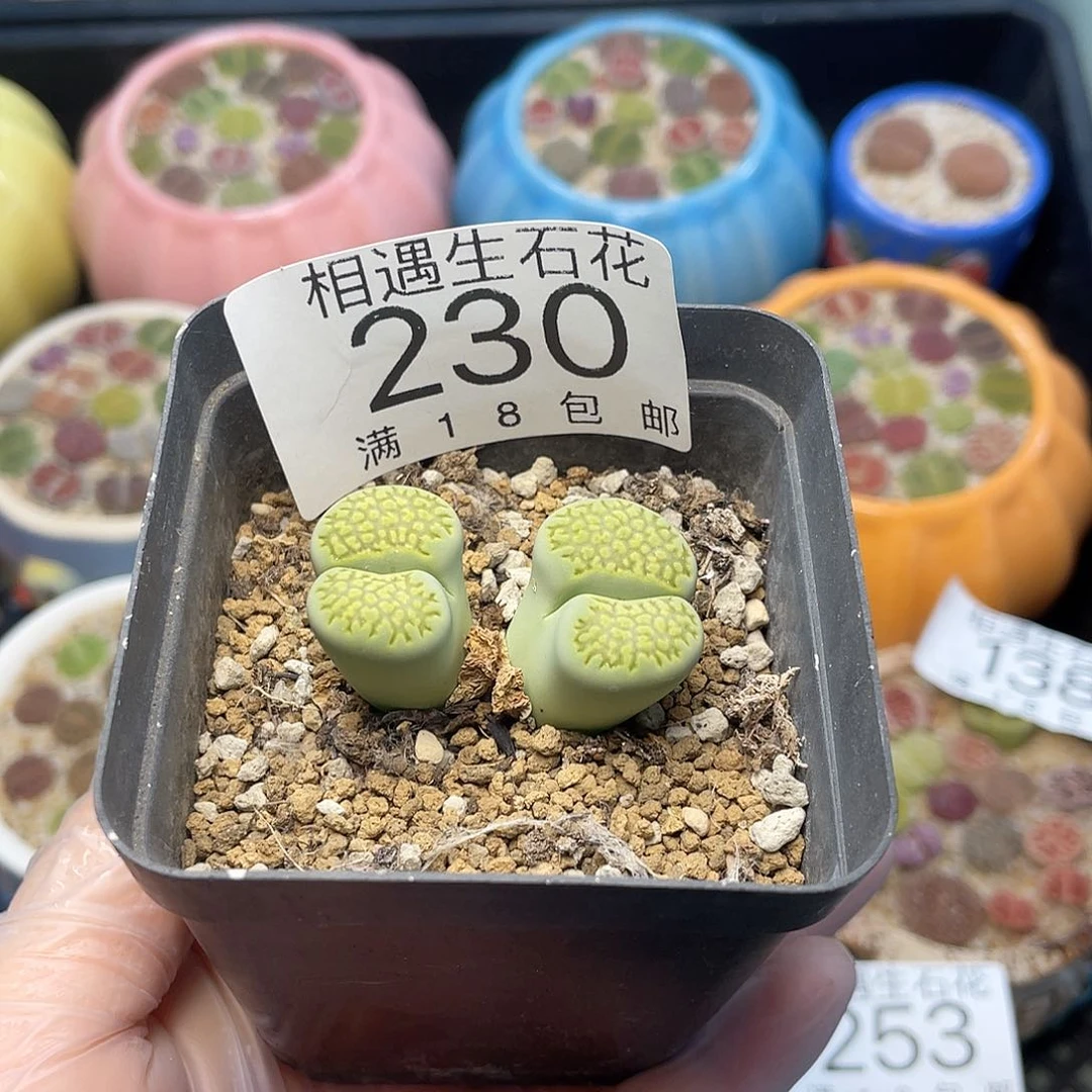 奕*相遇开播福利230