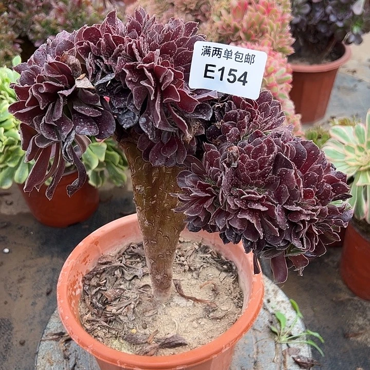 154号欧紫坠化法师