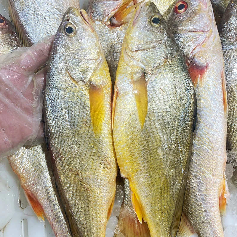 【春枝鱼】上街弟推荐/新鲜/海捕鱼/肉质鲜嫩/蒜瓣肉/福州发货