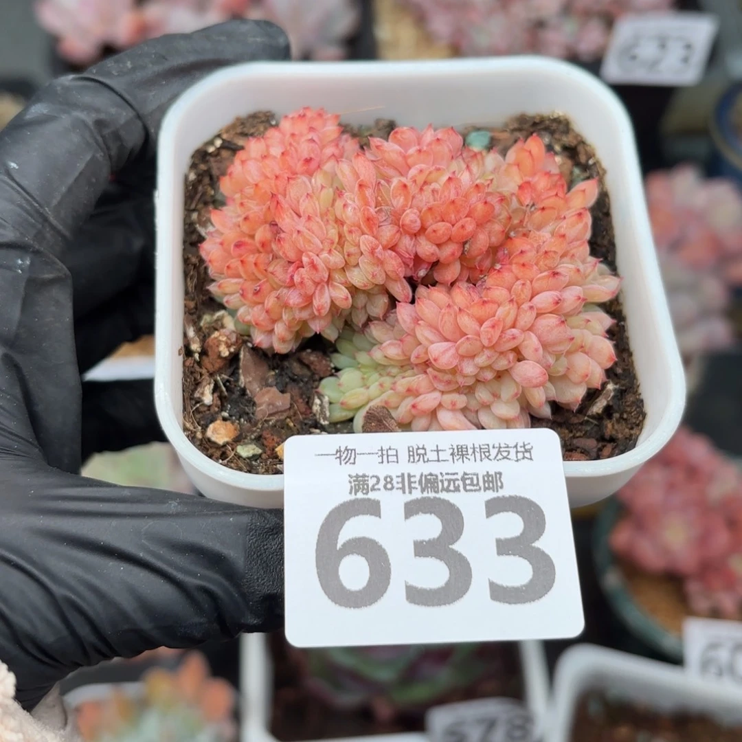 白胖子缀化无盆土发货