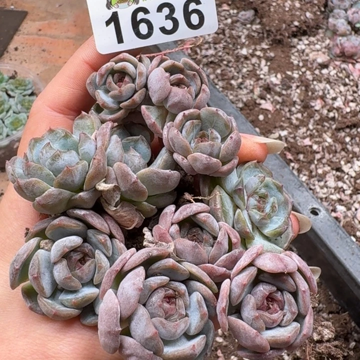 多肉植物多肉植物