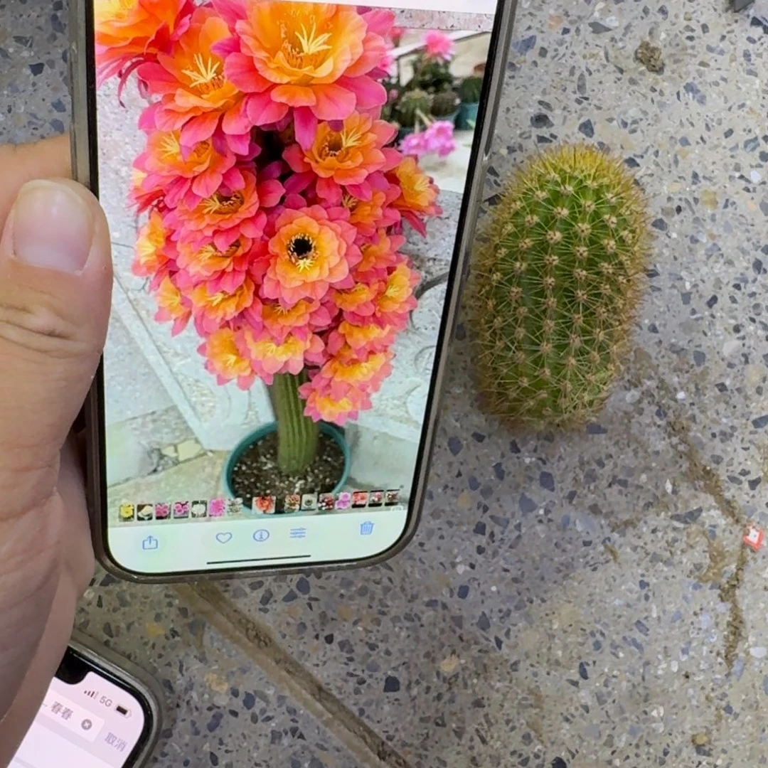 236金妞时光歪无根侧牙5公分左右，20包邮
