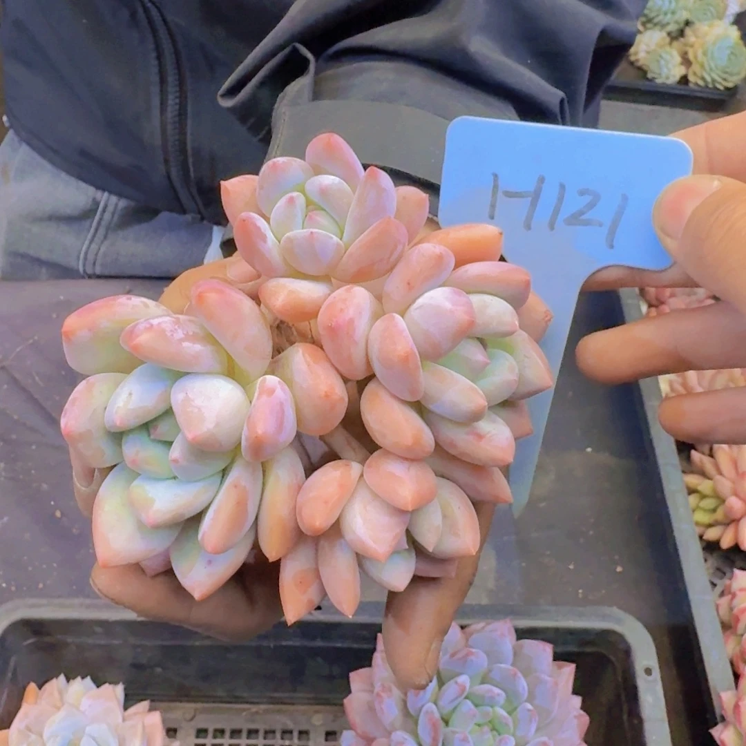多肉植物的生长发育和生长