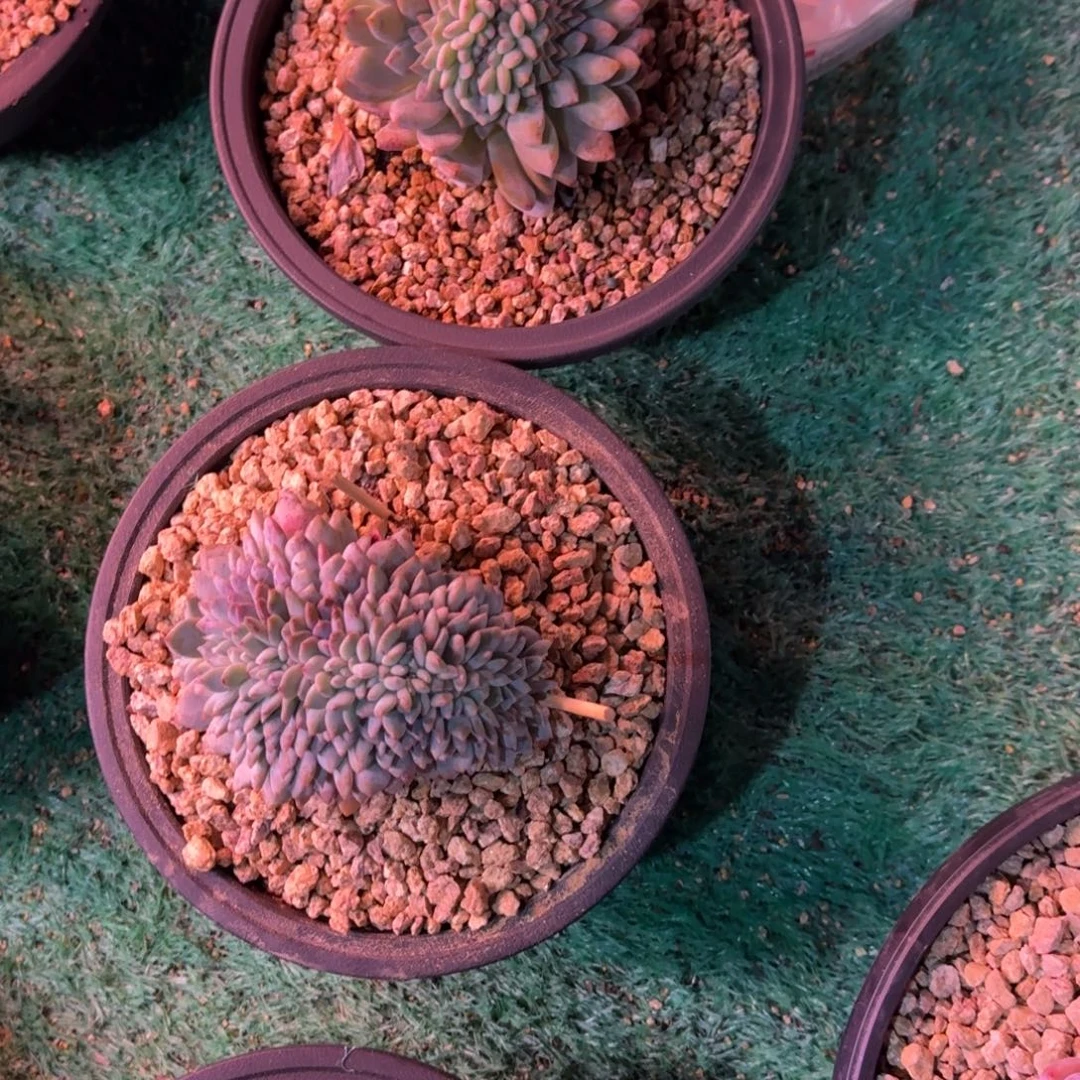 毛***姐星影树缀无砍多肉
