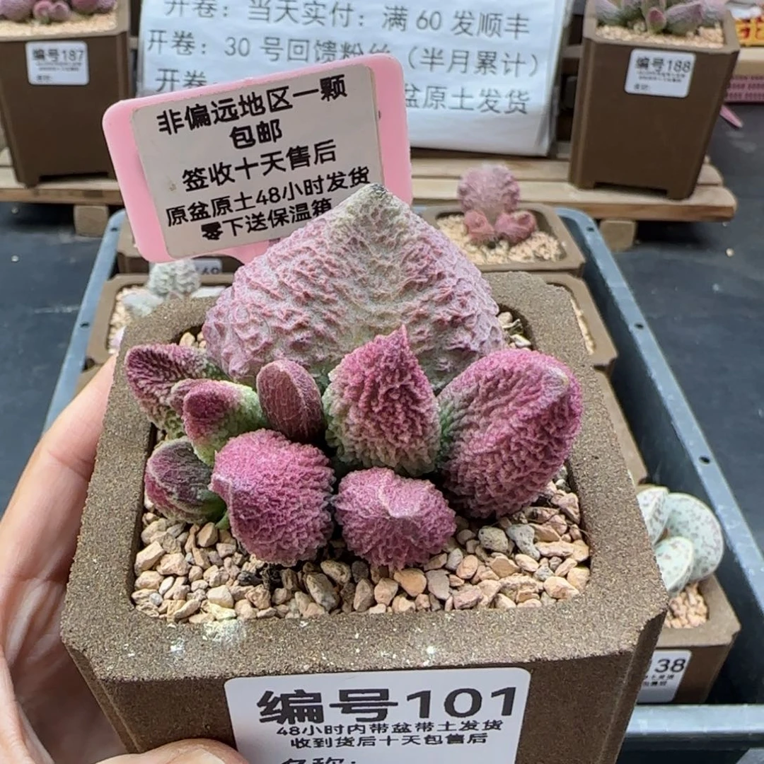 A**锁101巨猪宝多肉植物