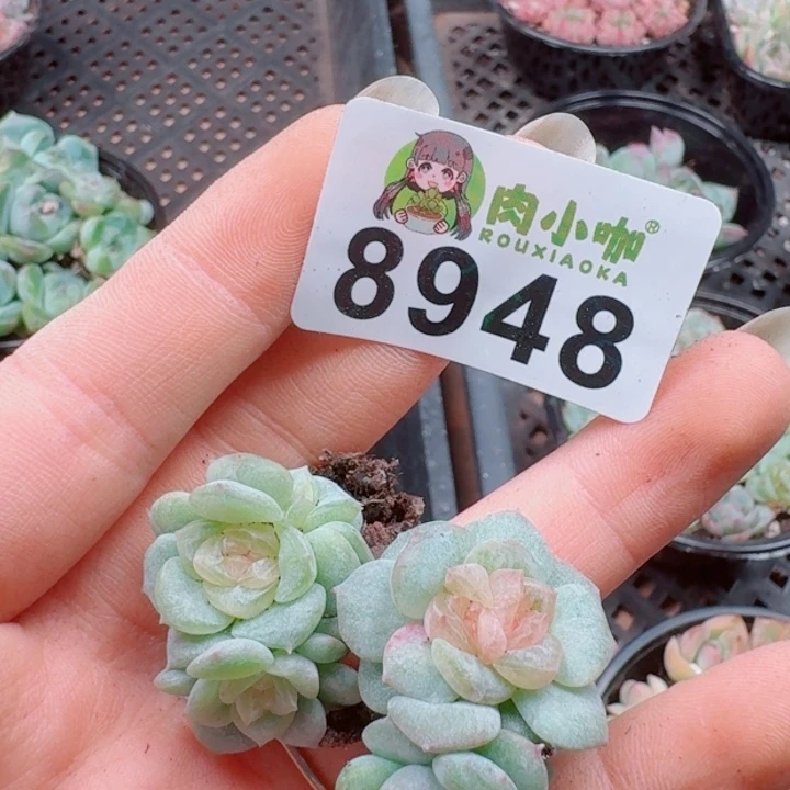 柒***默多肉植物多肉植物