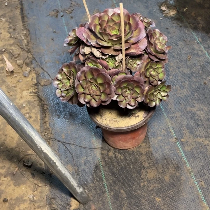74魅金多肉多肉植物